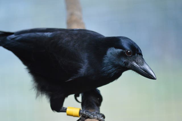 The New Caledonian crow was one of two species tested (Martina Schiestl/ PA)