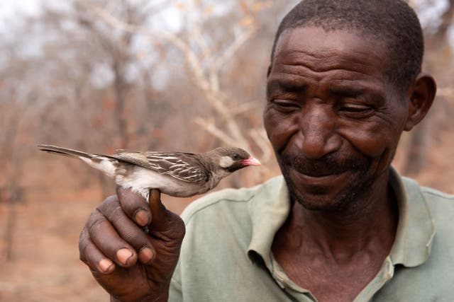Yao honey hunter Seliano Rucunua holding a male honeyguide in Mozambique (Claire Spottiswoode/University of Cambridge)