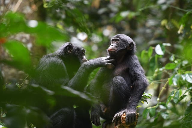 Researchers examined pro-social behaviours of wild bonobos (Martin Surbeck/Harvard University)