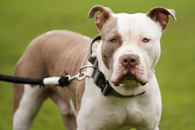<p>XL bully dogs will be banned from February following a series of attacks (Jacob King/PA)</p>