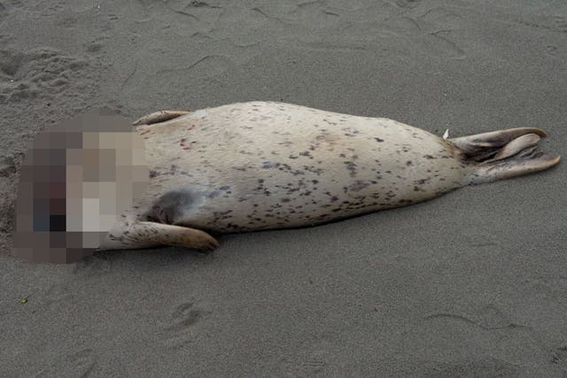 <p>Headless harbor seal pups have been turning up at California’s Mackerricher State Park for several years, ecologists say</p>