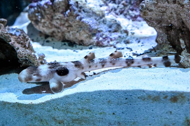 <p>An epaulette shark pup that hatched on August 23 at Brookfield Zoo can now be seen in the Living Coast habitat</p>