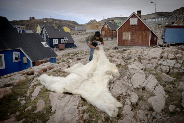 <p>Greenlandic hunter Peter Arqe-Hammeken unfold a polar bear skin in Ittoqqortoormiit, on August 18, 2023. </p>