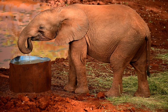 <p>A baby elephant drinks water during Britain’s Queen Camilla’s visit to Sheldrick Wildlife Trust Elephant Orphanage in Nairobi on November 1, 2023</p>
