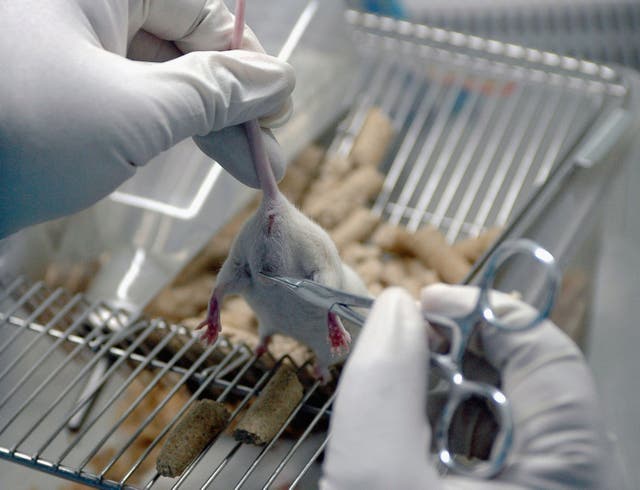 <p>A lab worker inspects a white rat used for gene therapy research at the State Key Laboratory of Biotherapy established by the West China Medical School of Sichuan University on August 3, 2005 in Chengdu of Sichuan Province, southwest China</p>