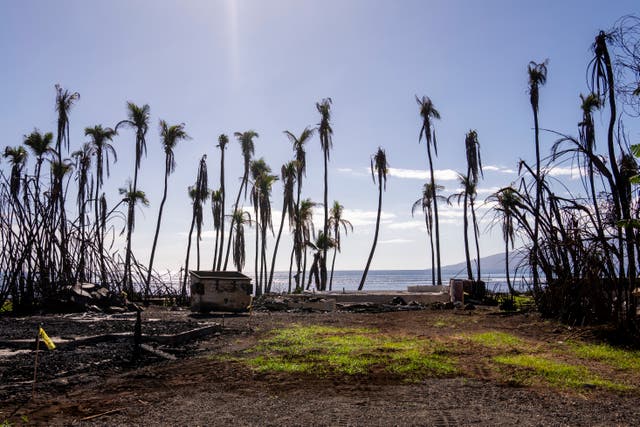 <p>Wilted palm trees line a destroyed property in Lahaina, Hawaii, December 2023</p>