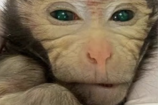 A three day-old chimeric monkey (Cao et al/Cell)