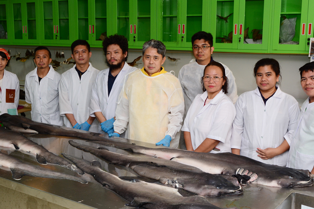 <p>1. The megamouth shark examination team consisted of Dr. AA Yaptinchay, Elson Aca, and staff from the National Museum of the Philippines- Zoology Division.</p>