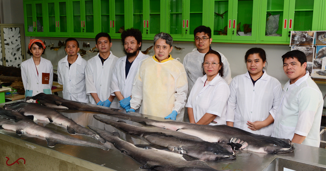 <p>1. The megamouth shark examination team consisted of Dr. AA Yaptinchay, Elson Aca, and staff from the National Museum of the Philippines- Zoology Division.</p>
